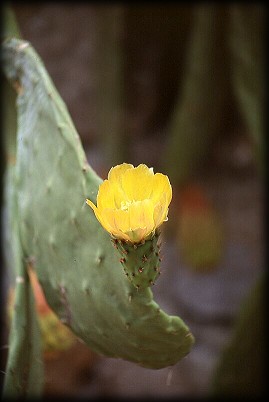Feigen-Kaktusblüte - Auch wenn ich Freude gebe...